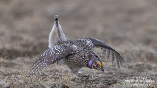 Montana SharpTailed Grouse on the Lek [upl. by Sunny653]