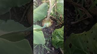 Grow More In 24 Im blessed growsomefood fypシ゚viral youtubeshorts organicgardener [upl. by Aerdno]