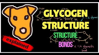 What is Glycogen  Structure Bonds General concepts [upl. by Syst]