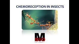 CHEMORECEPTION IN INSECTS [upl. by Peace]