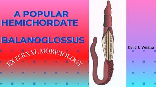 BALANOGLOSSUS EXTERNAL MORPHOLOGY [upl. by Siraj]