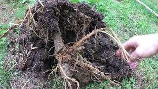 The Old Italian Man Way of Propagating Figs RESULTS [upl. by Ayr]