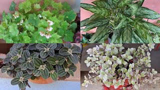 7 plantas maravilhosas fáceis de cultivar para iniciantes [upl. by Lesig]