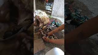 goat farming in India nikhilgaot [upl. by Strong]