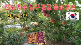 Delicious Plumcot in Jindo  진도 자두 살구 혼합 플넘코트 [upl. by Hernardo]