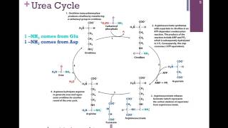 144Urea Cycle [upl. by Ahoufe]