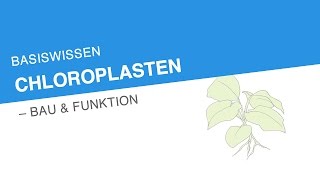 BASISWISSEN CHLOROPLASTEN – BAU FUNKTION  Biologie [upl. by Gerrilee]