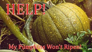 How To Ripen Pumpkins Off The Vine [upl. by Henrion]