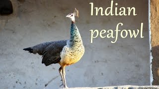 Indian peafowl Pavo cristatus  Interesting Facts  Secure Nature [upl. by Eirroc247]