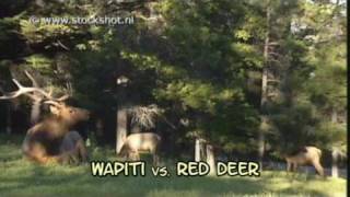 Red Deer rut cervus elaphus vs Wapiti rut Cervus canadensis [upl. by Adnek993]