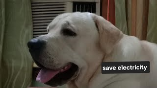 Rocky papa ko bijli ka bill bachana sikha raha hai 😄 doglover labrador cute dog dogvideo yt [upl. by Rosenzweig]