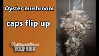 Oyster mushroom curled up When to harvest oyster mushrooms [upl. by Darlene]