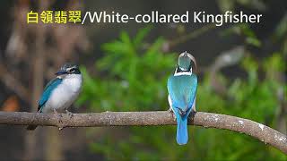 白領翡翠Whitecollared Kingfisher [upl. by Spiegelman]