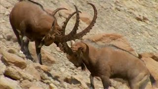 Ibex Fight for Mating Rituals  Wild Arabia  BBC Earth [upl. by Aruasor]