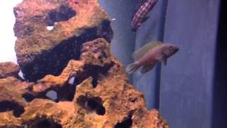 Telmatochromis Dhonti [upl. by Alicea5]