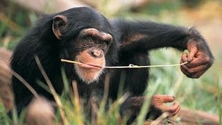 Wild Animals Chimp Uses Twig to Fish for Termites [upl. by Tristan342]