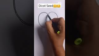 Dicot Seed Easy Labelled Diagram youtubeshorts ytshorts shorts viral biology drawing [upl. by Flemming]