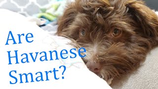 Are Havanese Smart [upl. by Dahle84]