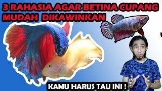 CIRI IKAN CUPANG BETINA SIAP KAWIN  3 TIPS MUDAH KAMU HARUS TAU INI [upl. by Randolph]