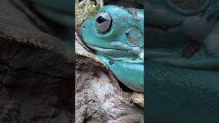 Dumpy Sandfire Treefrog just woke up closeup [upl. by Winstonn488]