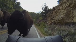 Buffalo stampede Stampede leaves bikers in Illinois terrified [upl. by Nhguavad84]