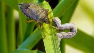 Spined soldier bug Podisus maculiventris vs inchworm caterpillar [upl. by Akeimahs567]