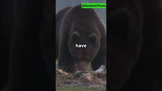 Grizzly Bears Natures Super Sniffers [upl. by Pedrotti897]