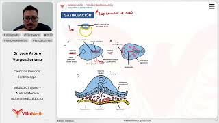 Desarrollo embrionario  Gastrulación [upl. by Salema]