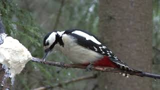 STÖRRE HACKSPETT Great Spotted Woodpecker Dendrocopos major Klipp  3391 [upl. by Fritze]