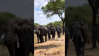 The Moving Mountains Elephant africa wildlife serengeti music song love [upl. by Eixela629]