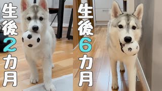 【 子犬 】ハスキーの急成長ぶりがすごい！生後2ヶ月～6カ月をまとめてみた［成長記録］ [upl. by Ahseenyt]