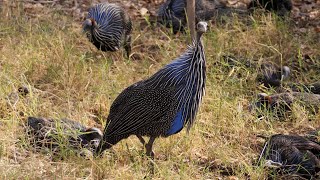 Vulturine Guineafowl in Kenya [upl. by Nnyroc576]