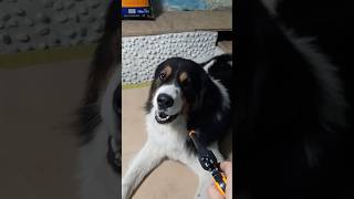 Dog Holliday calmdown pets dogvideos [upl. by Seligmann]