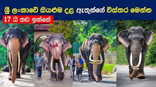 දළදා පෙරහැරේ සියලු දළ ඇතුන්  2023  Sri Lankan Tame Domestic Tuskers  Esala Perahera  Sinhala [upl. by Peednas]