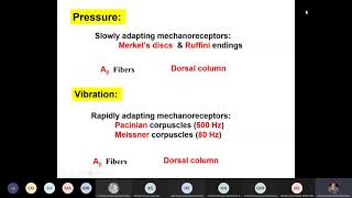 CNS301 Physiology  Lec 5  Cont of mechanoreceptive sensation  Dr hani [upl. by Tallbott255]