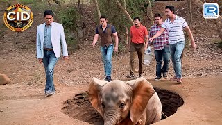 Officer Daya ने किया जंगल में फसे नन्हे हाथी को Rescue  CID  CRIME Full Episode  HD [upl. by Aicemed]