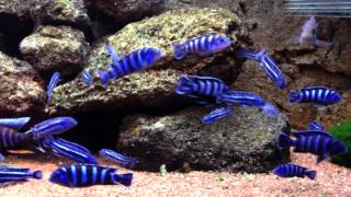 Malawi Aquarium mit Melanochromis Maingano Pseudotropheus Demasoni Aulonocara Jacobfreibergi [upl. by Hbahsur]