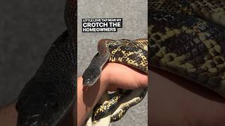 Huge Rat Snake In Chicken Coop snake herping animals reptiles texas shorts wildlife cute [upl. by Rothberg]