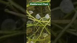 Bladderwort plant shots amazingfacts technology trendingshorts [upl. by Tamar789]