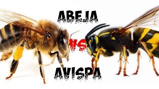 Abeja vs avispa LEER DESCRIPCION [upl. by Xirtaeb]