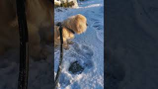 Hund leker I snøen  Abonnemer på min kanal oddus1975 [upl. by Ytiak558]