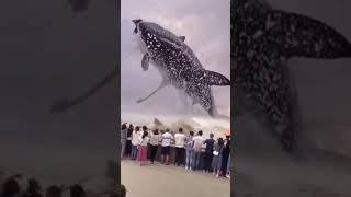 Fake or real Huge whale or shark  🦈 🐋 [upl. by Idden]