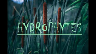 Hydrophytes The Water Garden Plants [upl. by Eseerehs25]