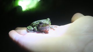 Gray Tree Frog Mating Call [upl. by Eohce]