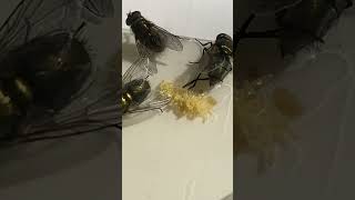 Blow fly laying eggs shorts [upl. by Ausoj]