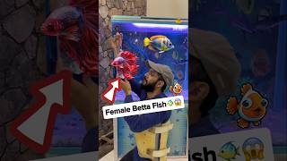 Betta Fish Larne Lagi 🐠😱 fish bettafish beetafish betta petsman aquarium goldfish [upl. by Aihseyk]