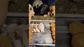 Dog Eating Meat and Cake  Labrador Mukbang [upl. by Flessel]