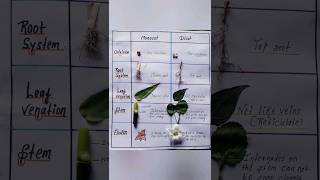 Identification of monocot and dicot plants easy shorts [upl. by Hnao]