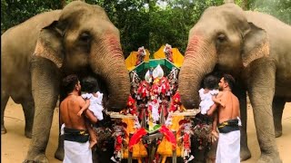 මද්දු බලන්න කැබිලිත්තට ආ පුංචි දෝණි  Kabiliththa Temple  Kabiliththa Wild Elephant [upl. by Enilemme]