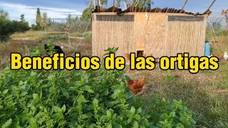 BENEFICIOS de dar ORTIGAS a tus GALLINAS [upl. by Asilrac55]